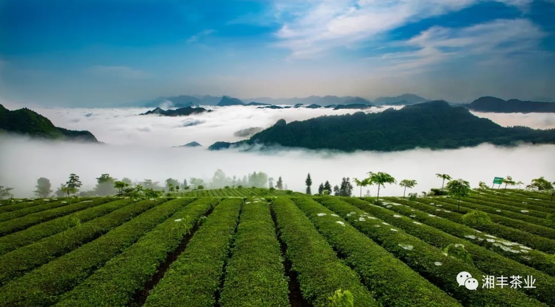桑植高山茶園.webp.jpg 桑植高山茶園.webp.jpg