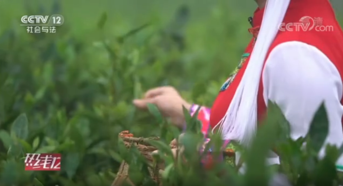  央視12臺桑植白茶專題報道